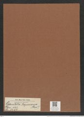 Odontella roperiana (Grev.) (de-Toni-Nr.: Genus 122, Species 3454) Zeichnungen Sammlung Grunow Mappe 03648 (Herbarium_W_Grunow_drawings_Folder_03648)
